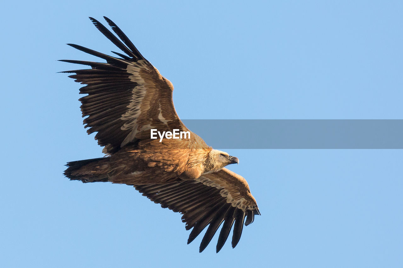 Low angle view of griffon vulture flying against clear blue sky