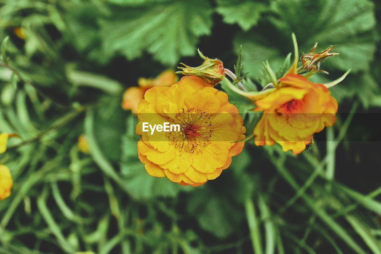 CLOSE-UP OF YELLOW FLOWER ON PLANT