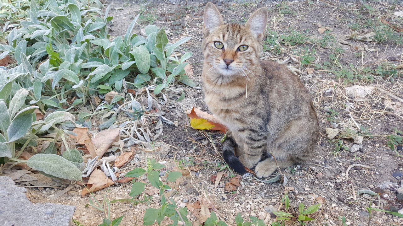 PORTRAIT OF A CAT IN A FIELD