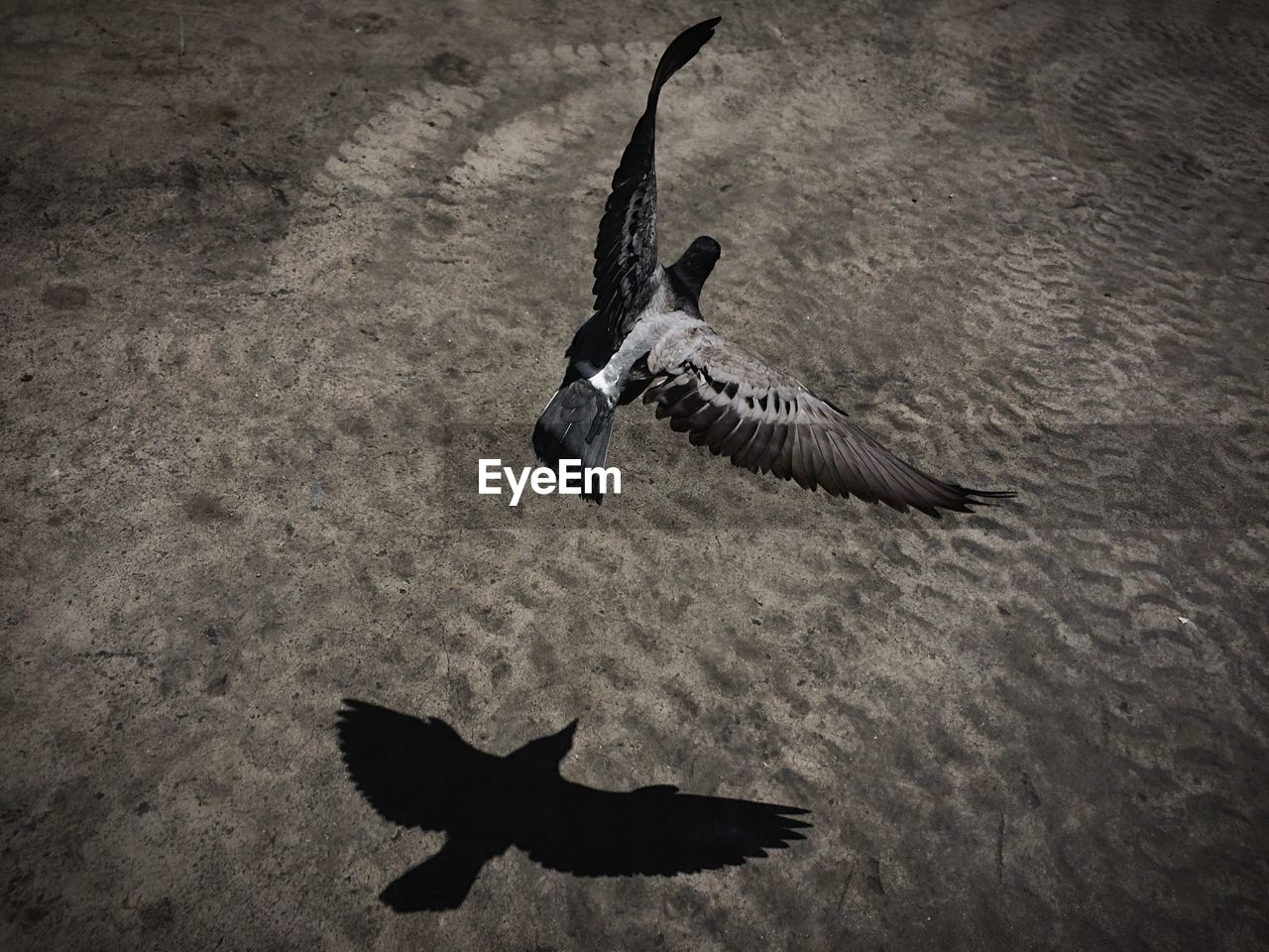 High angle view of pigeon flying over landscape
