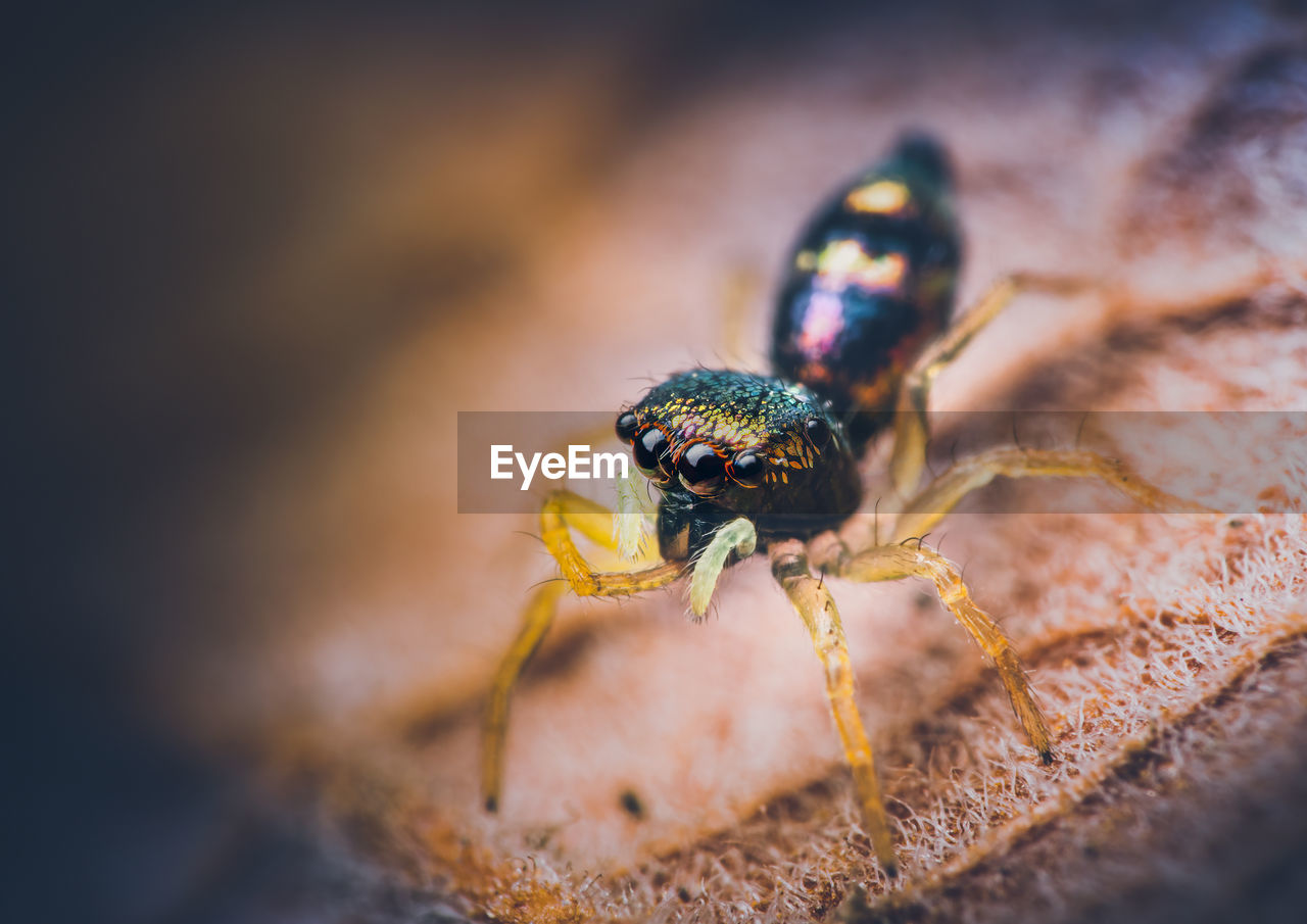 Another tiny cutie i found. this one is a juvenile cosmophasis umbratica jumping spider.