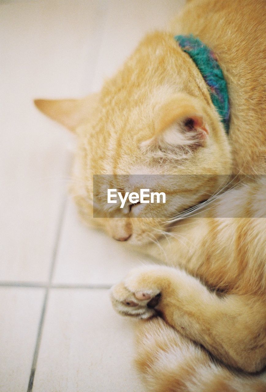 CLOSE-UP OF CAT RESTING ON FLOOR