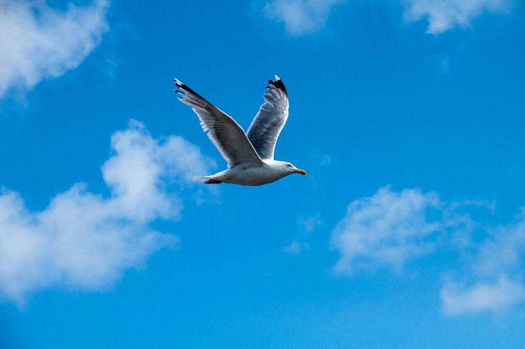 Low angle view of bird flying against blue sky