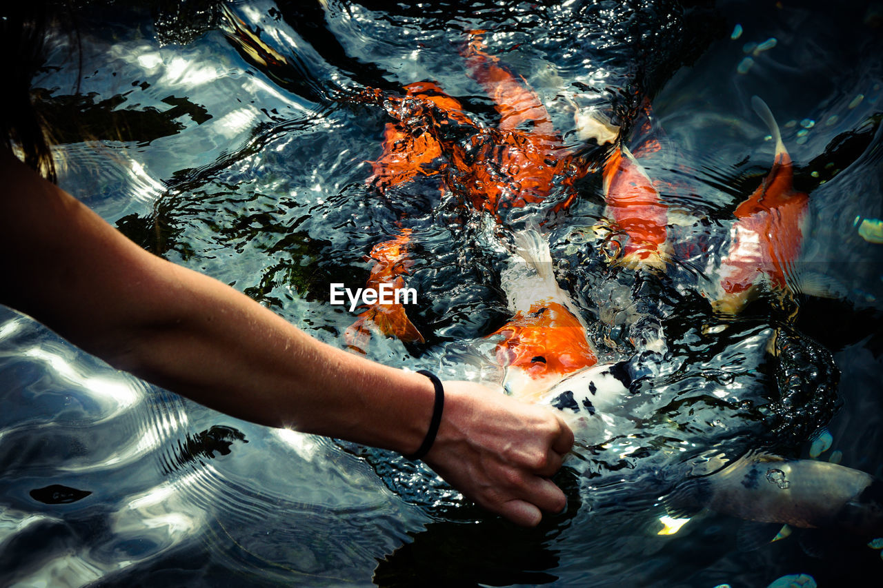 HIGH ANGLE VIEW OF PERSON SWIMMING IN FISH TANK