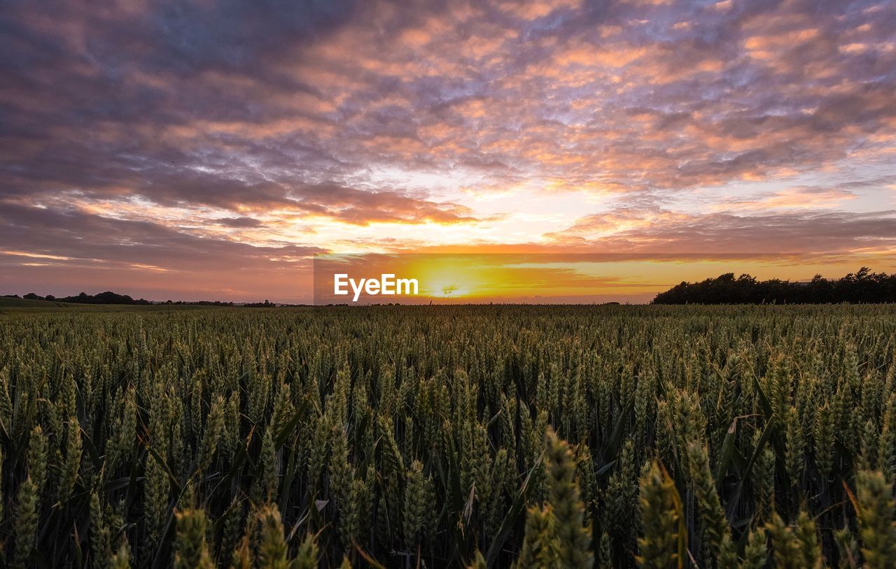 Scenic view of field against sky during sunset