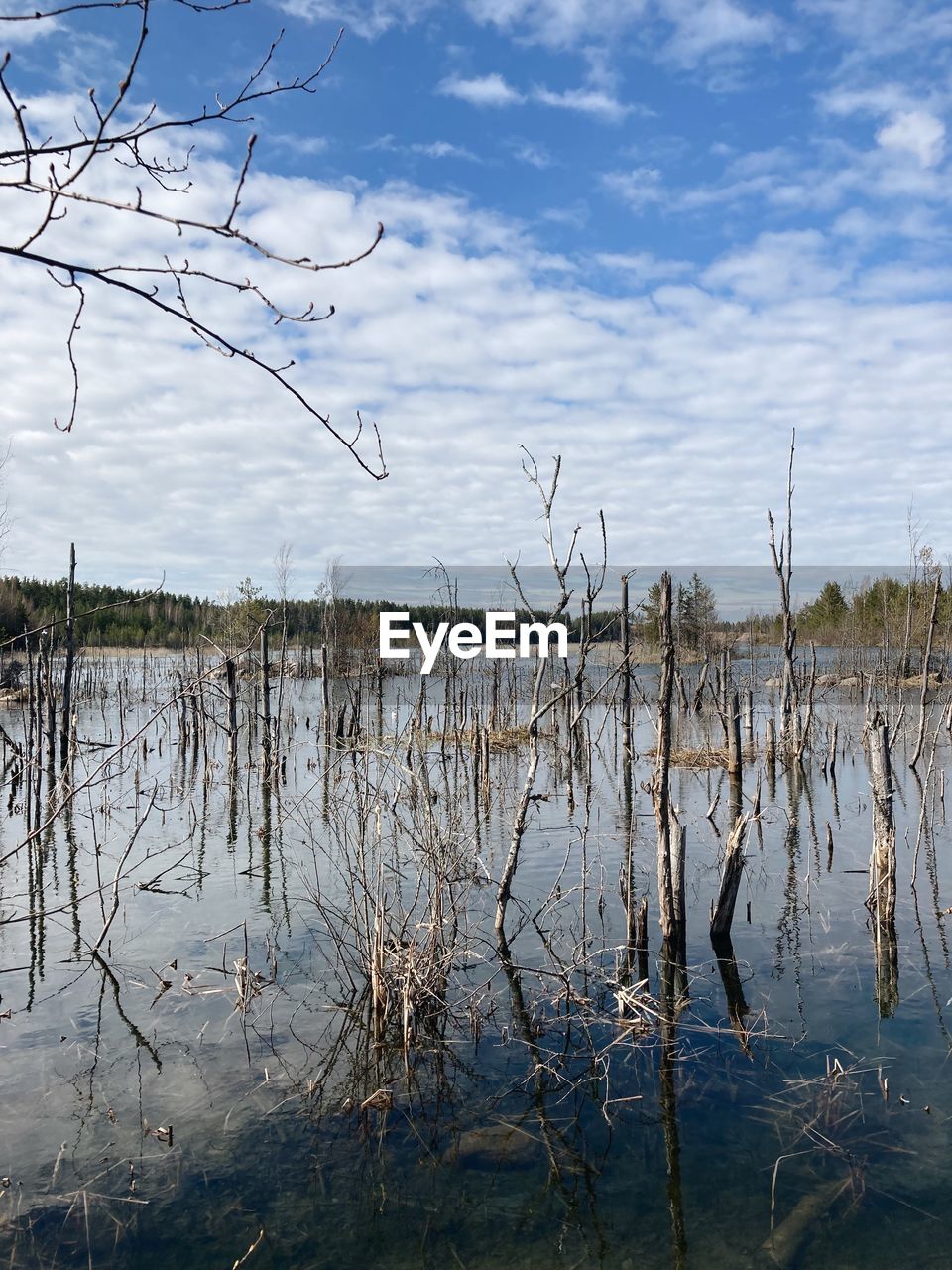 reflection, water, nature, wetland, sky, marsh, winter, plant, tree, swamp, no people, cloud, tranquility, lake, beauty in nature, environment, scenics - nature, day, tranquil scene, landscape, natural environment, shore, outdoors, non-urban scene, morning, land, bare tree, grass, branch, flood, accidents and disasters