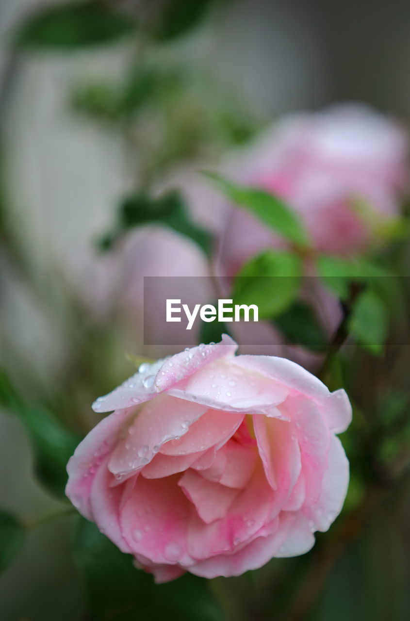 CLOSE-UP OF PINK ROSES BLOOMING OUTDOORS