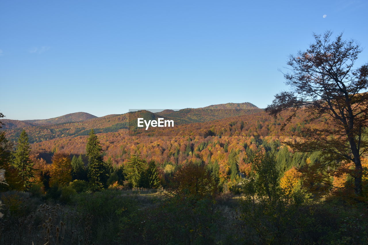 SCENIC VIEW OF LANDSCAPE AGAINST CLEAR SKY