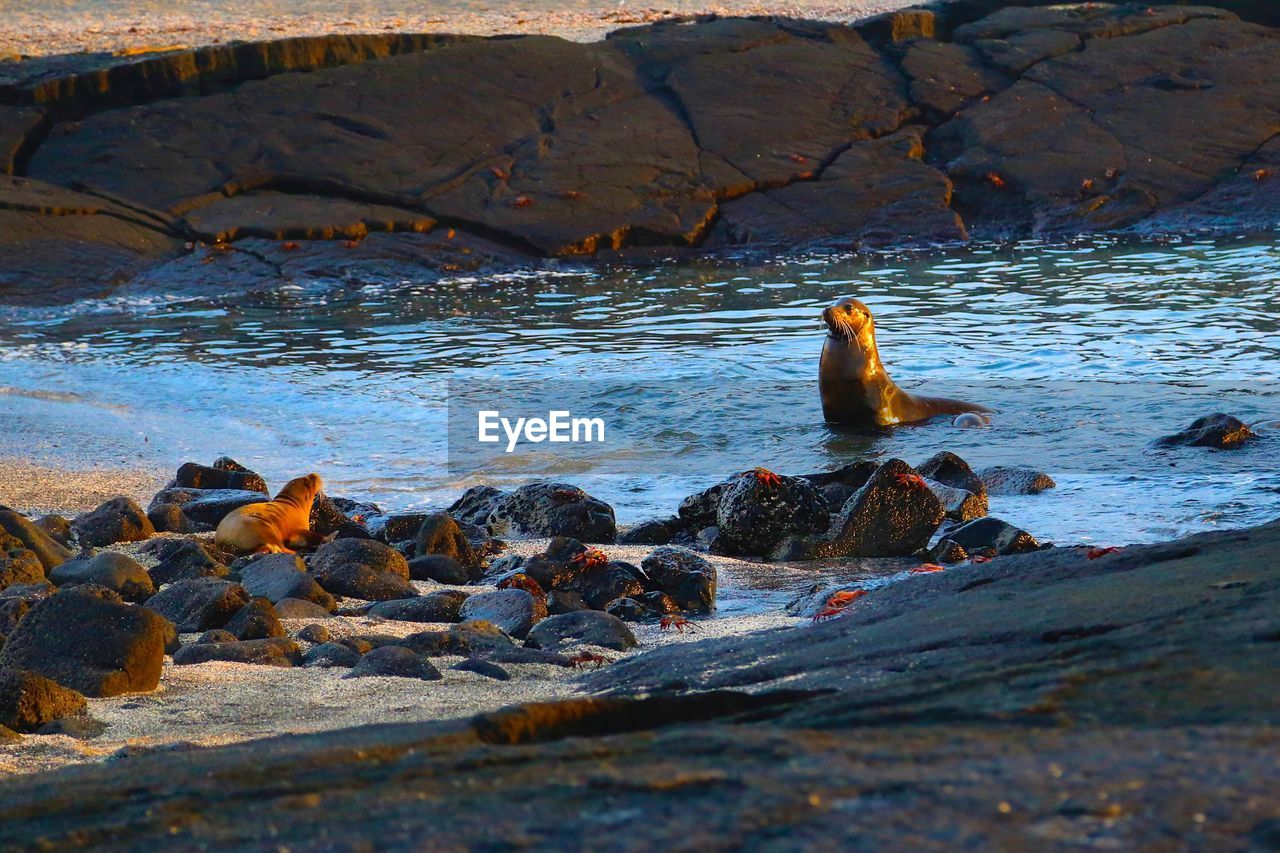 Seal in water by rock formation