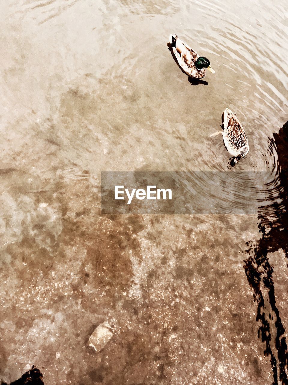 HIGH ANGLE VIEW OF DUCKS SWIMMING ON LAKE