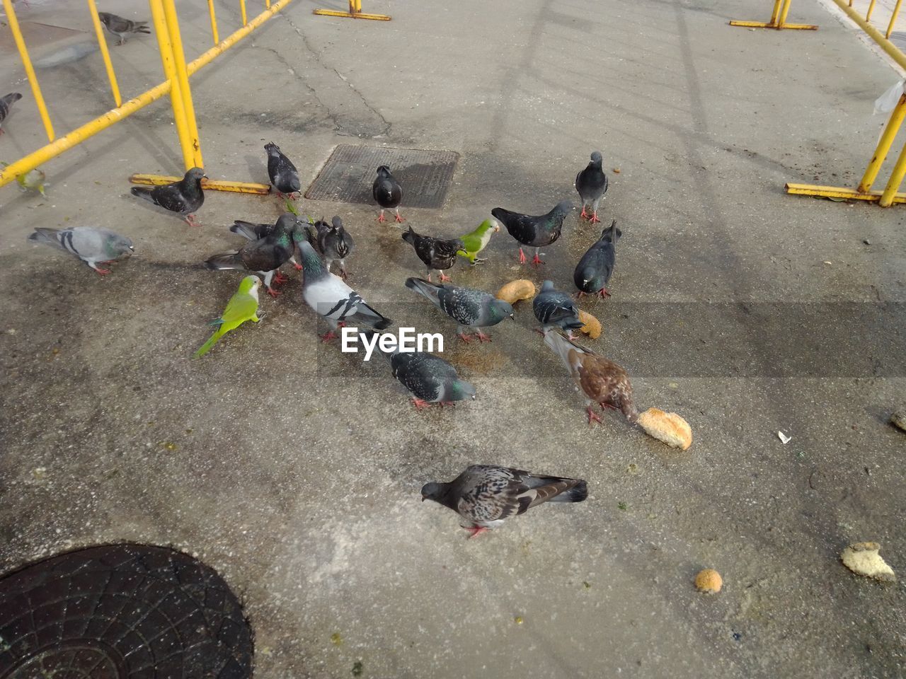 HIGH ANGLE VIEW OF PIGEONS ON ROAD