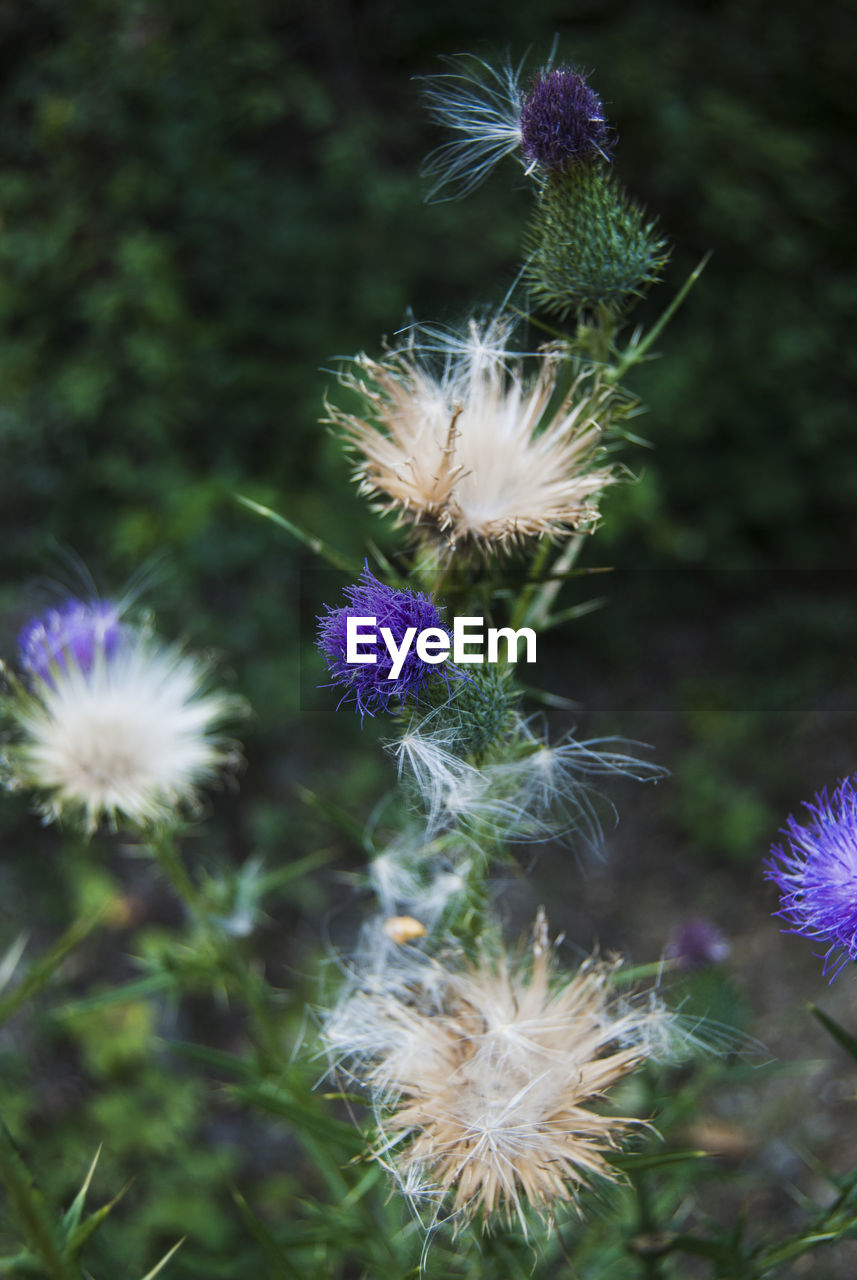 Close-up of thistle flowers on field