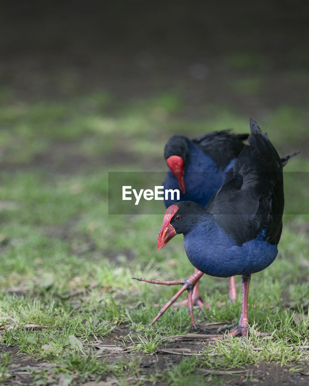 CLOSE-UP OF BLACK BIRD ON FIELD