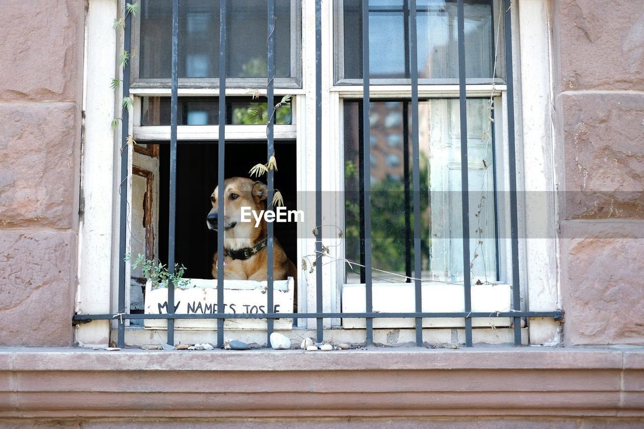 Dog in house seen through window