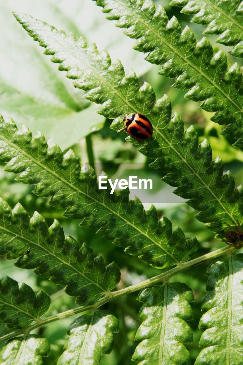 Close-up of ladybug on plant