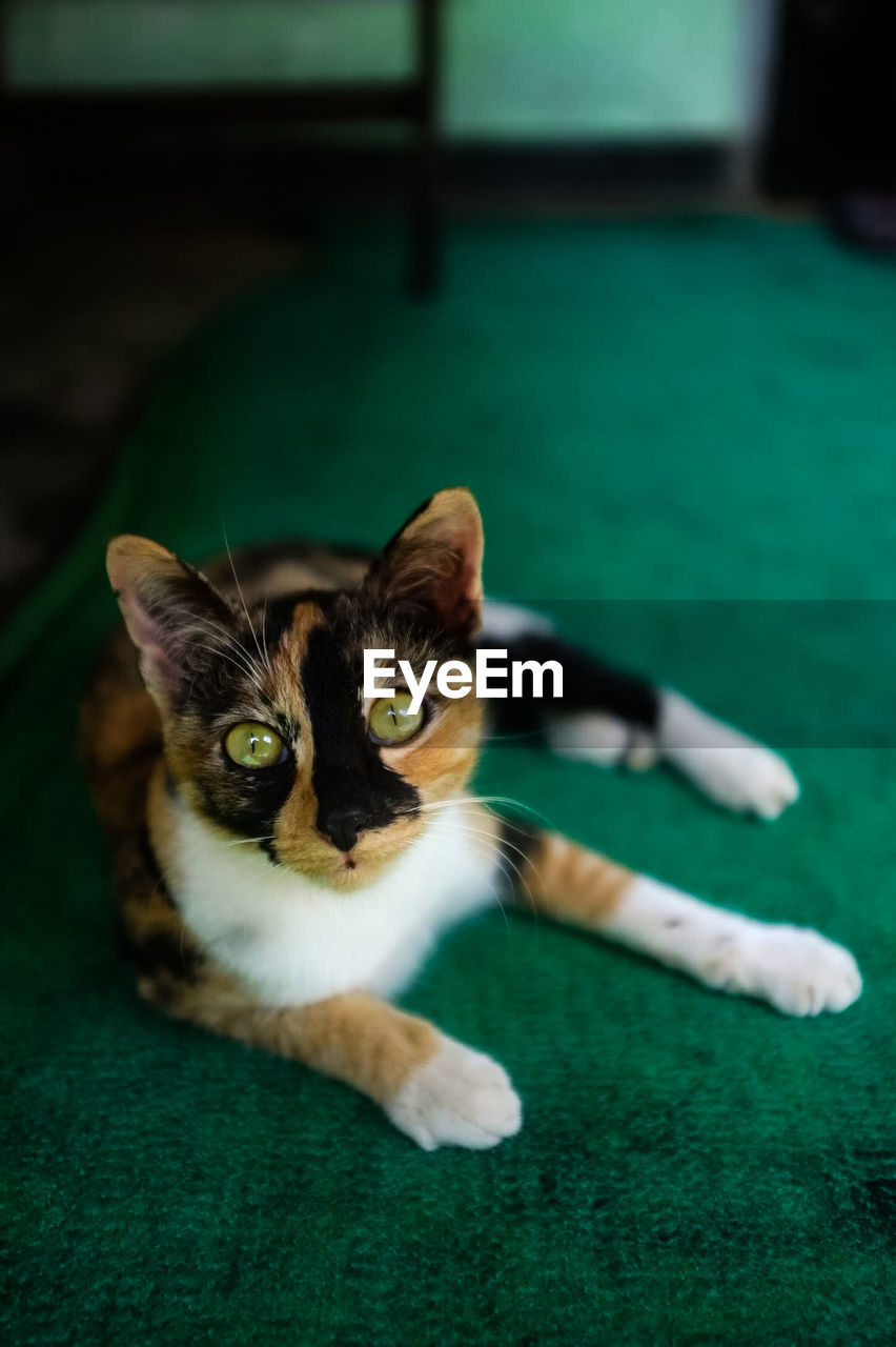 CLOSE-UP PORTRAIT OF CAT