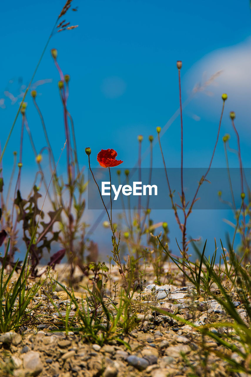 Close-up of red poppy flower on field