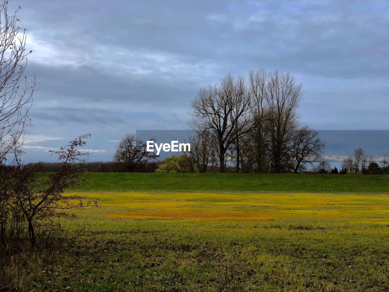 BARE TREE ON FIELD AGAINST SKY