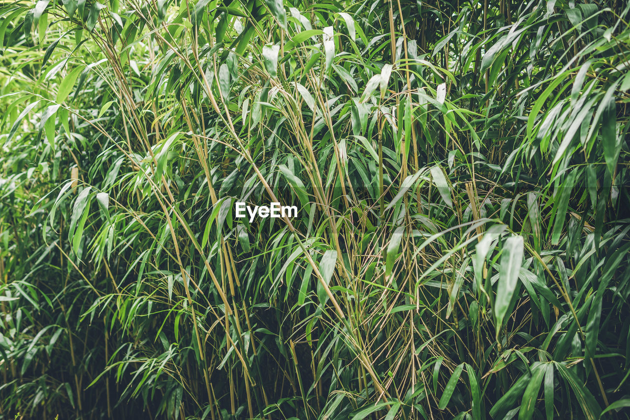 Full frame shot of bamboo plants on field