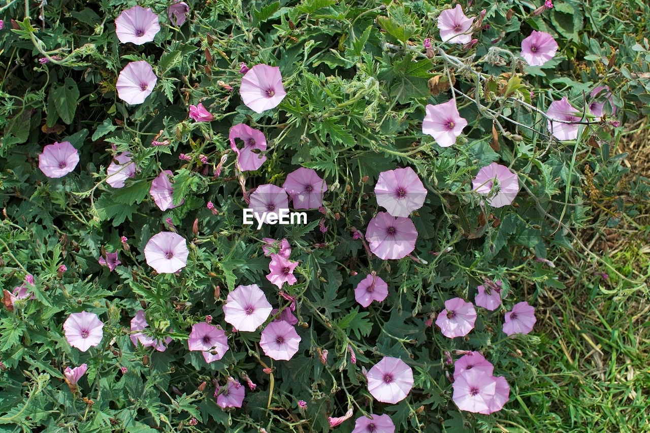 HIGH ANGLE VIEW OF PINK FLOWERING PLANT ON FIELD