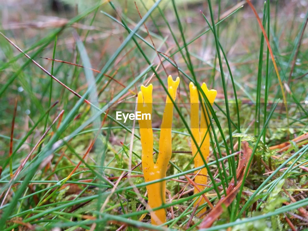 CLOSE-UP OF YELLOW CROCUS FLOWERS GROWING IN FIELD