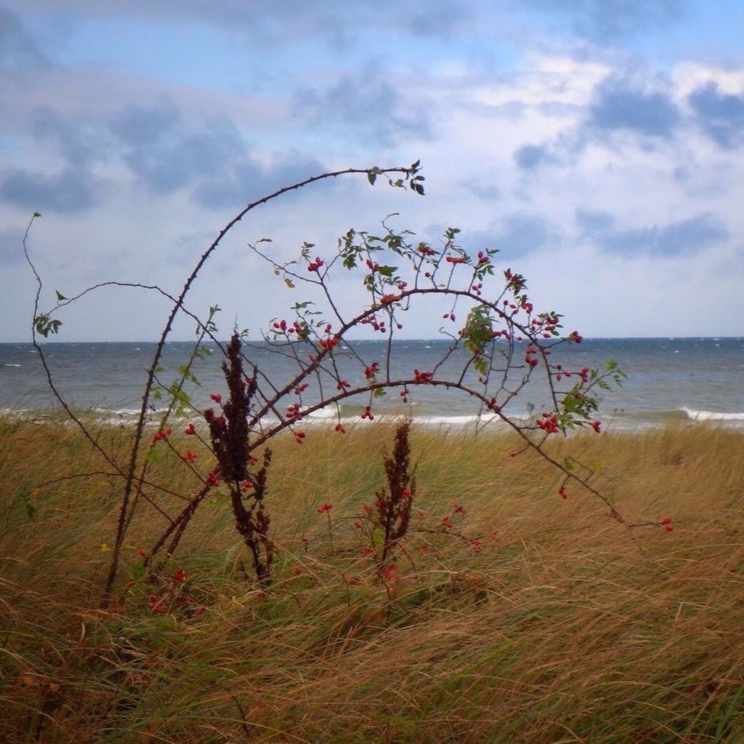 Scenic view of plant growing on beach against cloudy sky