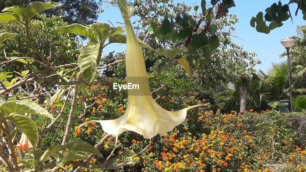 CLOSE-UP OF FLOWER TREES AGAINST PLANTS