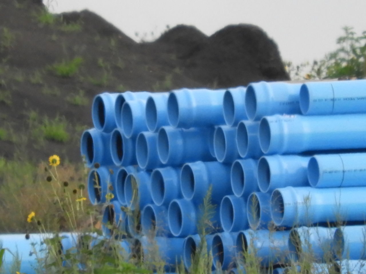 CLOSE-UP OF BLUE FIELD