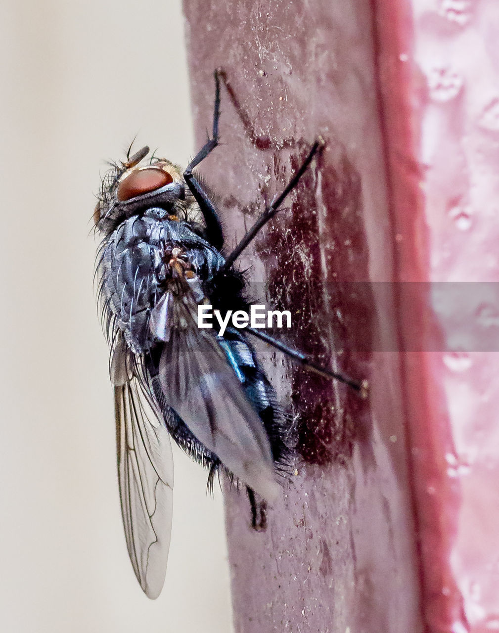 CLOSE-UP OF INSECTS