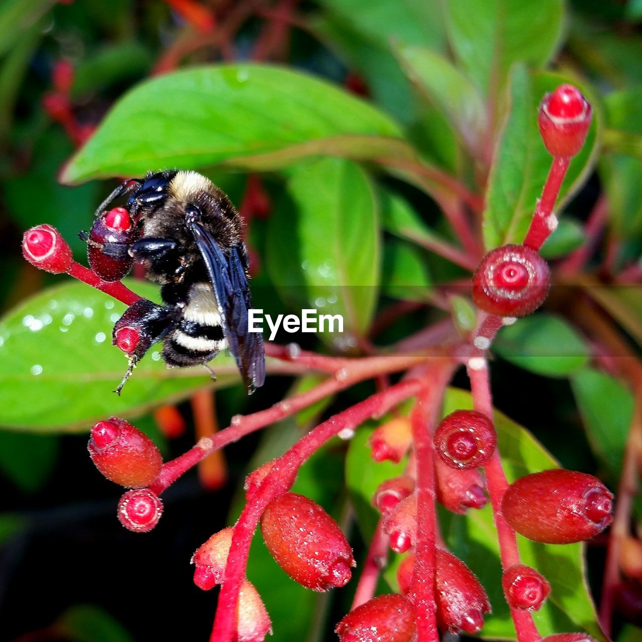 Close-up of bumblebee pollinating on red flower