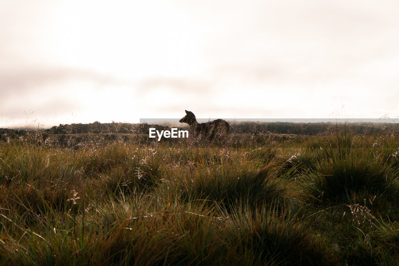 Deer on grassy field against sky