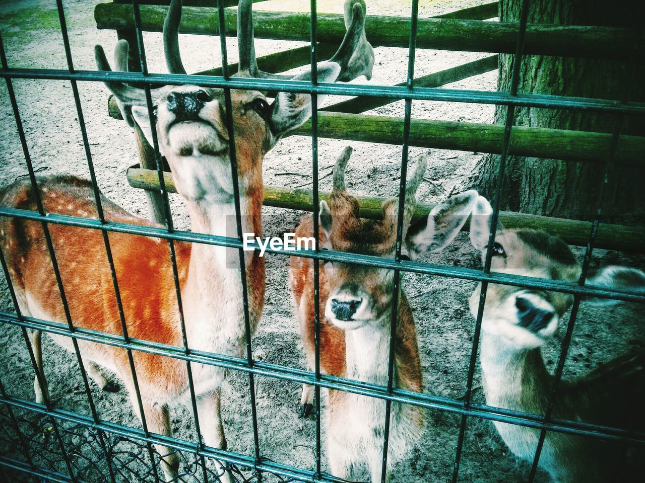 High angle portrait of deer in cage at tierpark