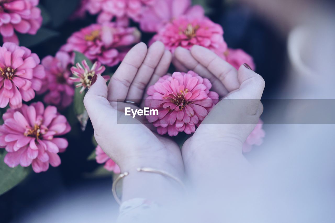 Close-up of pink flowers blooming outdoors