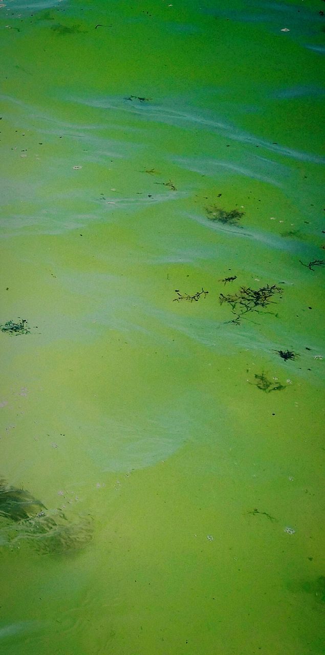 Excessive algae floating over lake