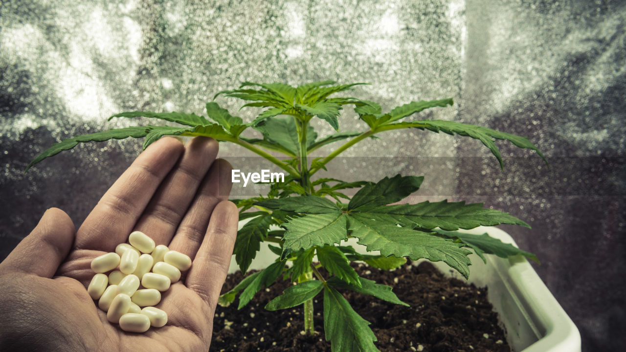 Cropped hand holding pills against plant 