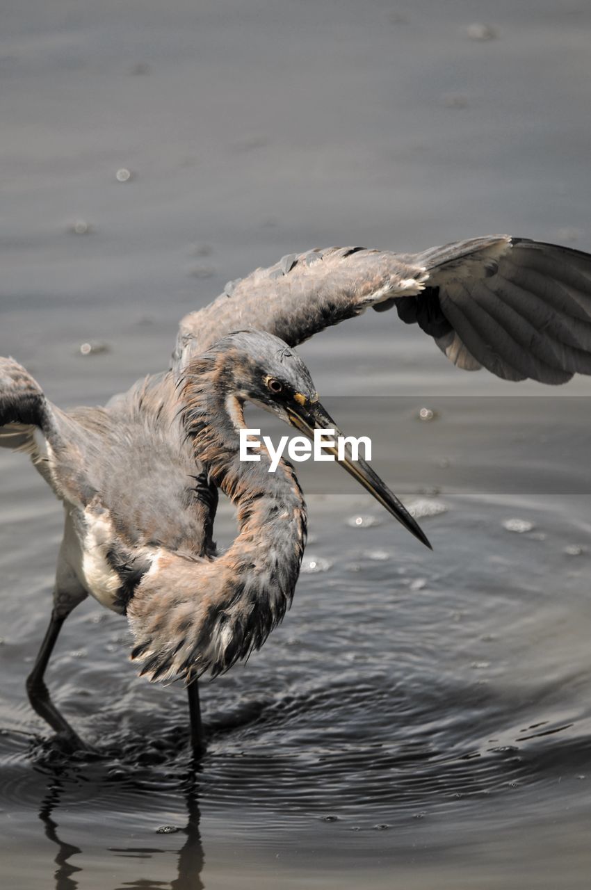 Muddy tricolored heron hunting in the shallow waters of the marsh with its wings spread open.