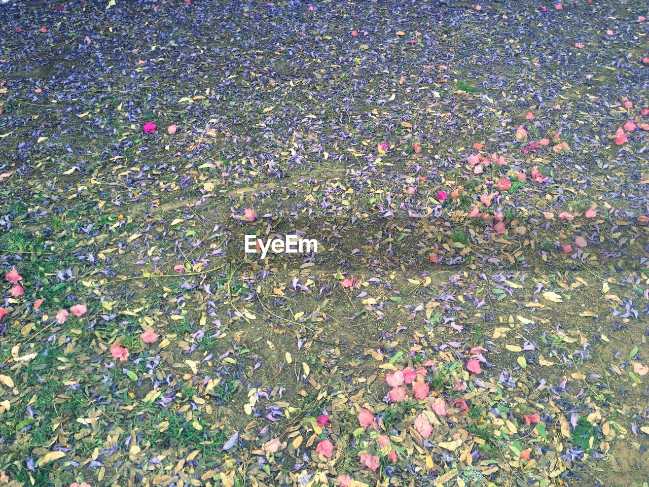 Full frame shot of land covered with fallen leaves and flowers