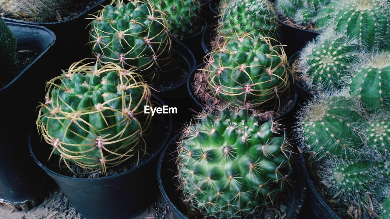 HIGH ANGLE VIEW OF SUCCULENT PLANTS IN POTTED PLANT