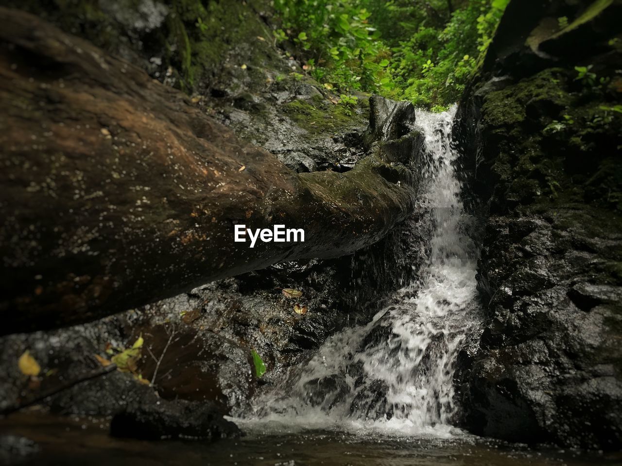 Scenic view of waterfall in forest