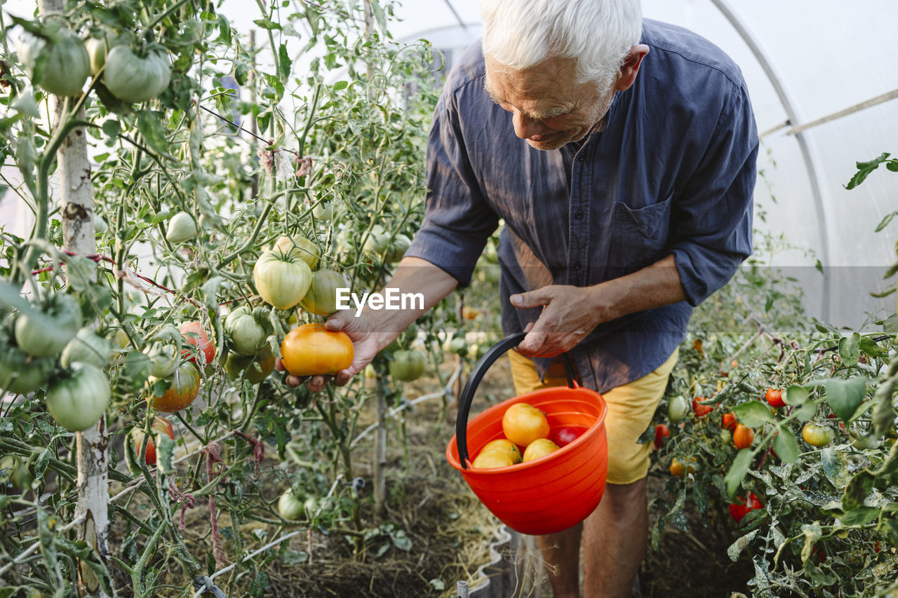 Senior man picking ripe tomatoes in bucket