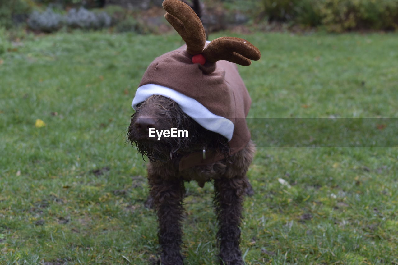 PORTRAIT OF DOG STANDING ON LAND