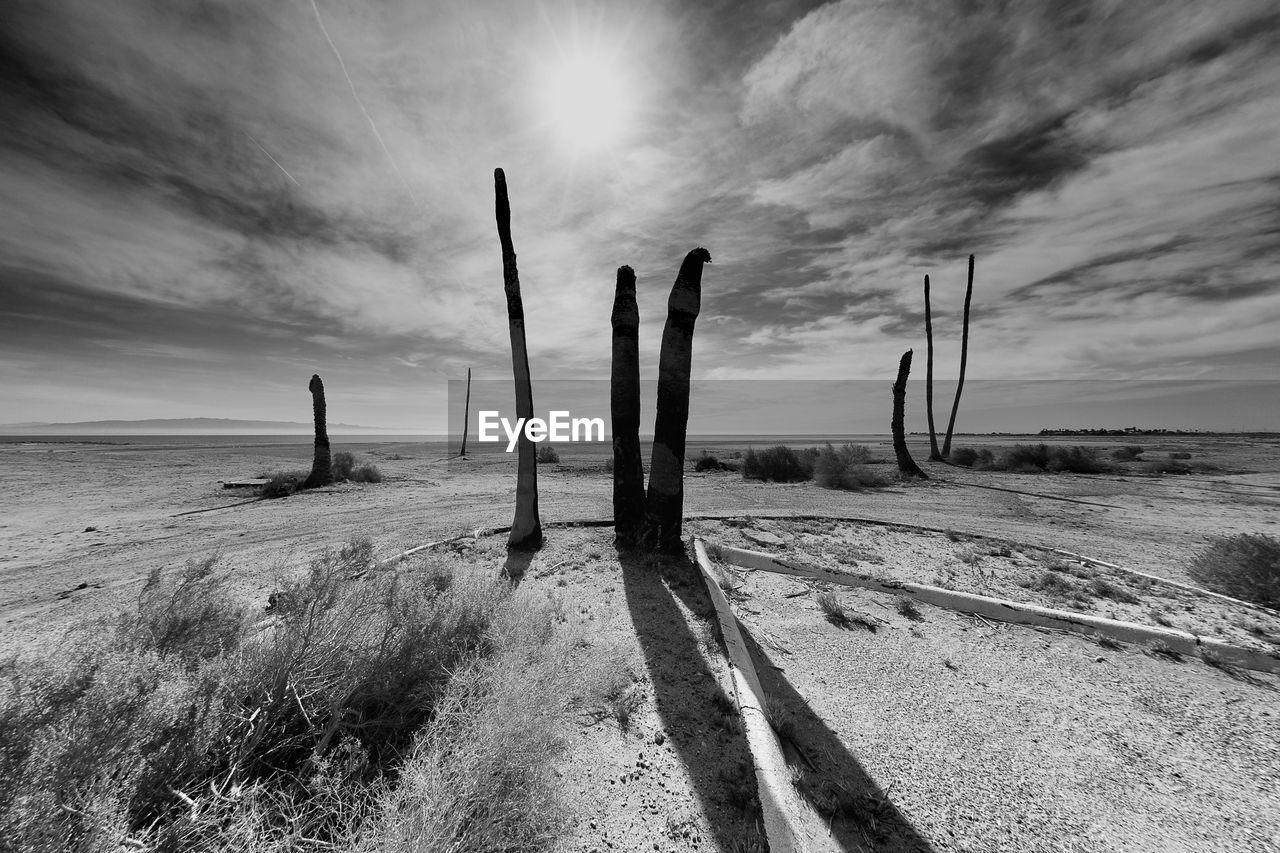 Dead trees at salton sea against sky