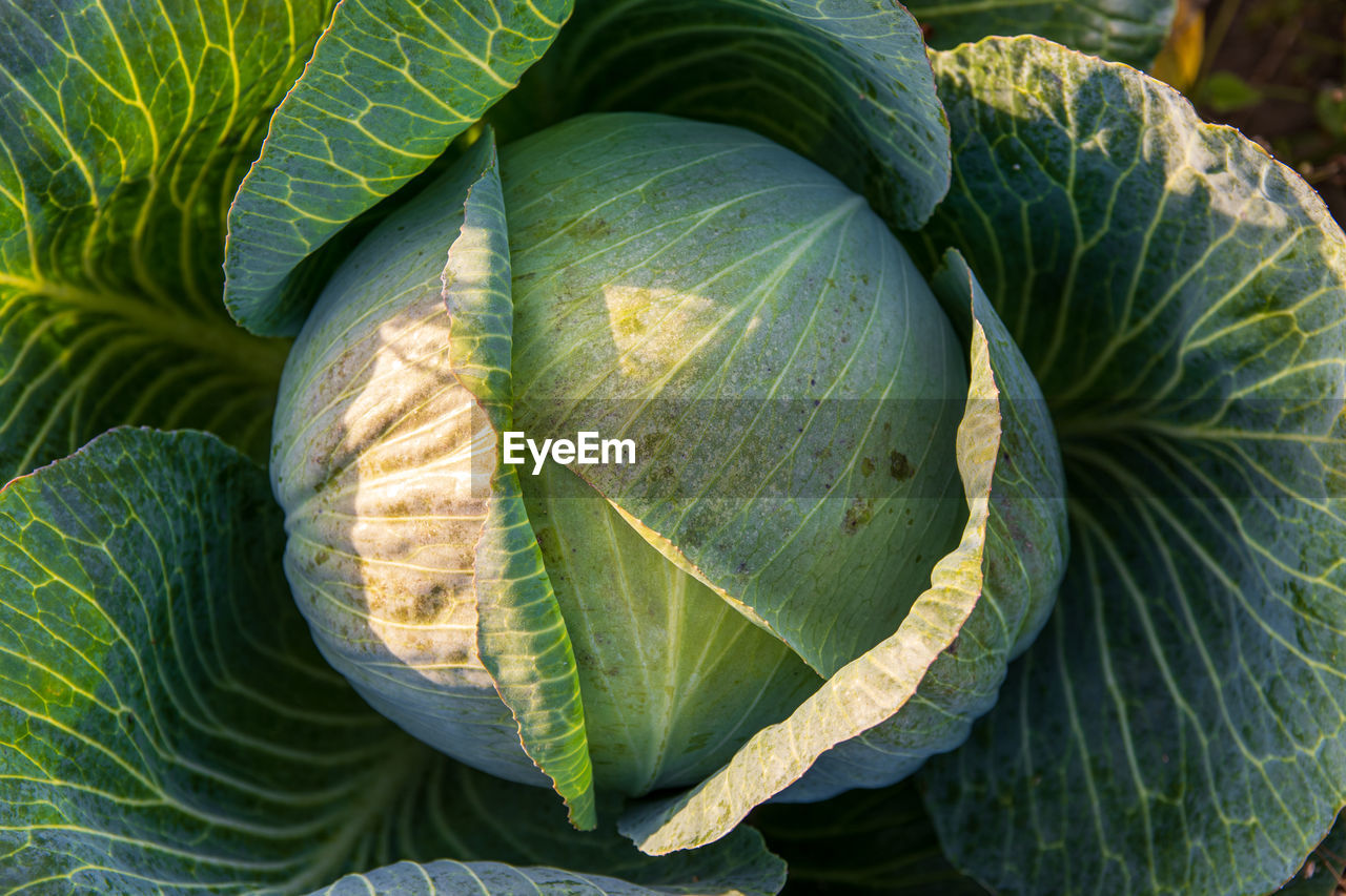 food and drink, food, healthy eating, leaf, plant part, green, freshness, cabbage, nature, vegetable, close-up, no people, wellbeing, plant, produce, growth, organic, agriculture, day, flower, outdoors, full frame, leaf vein, beauty in nature, collard greens, vegetable garden, high angle view, land