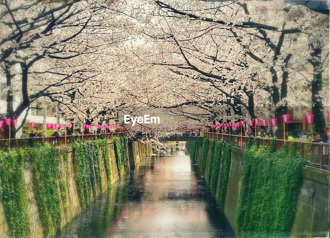 Canal amidst cherry blossom trees