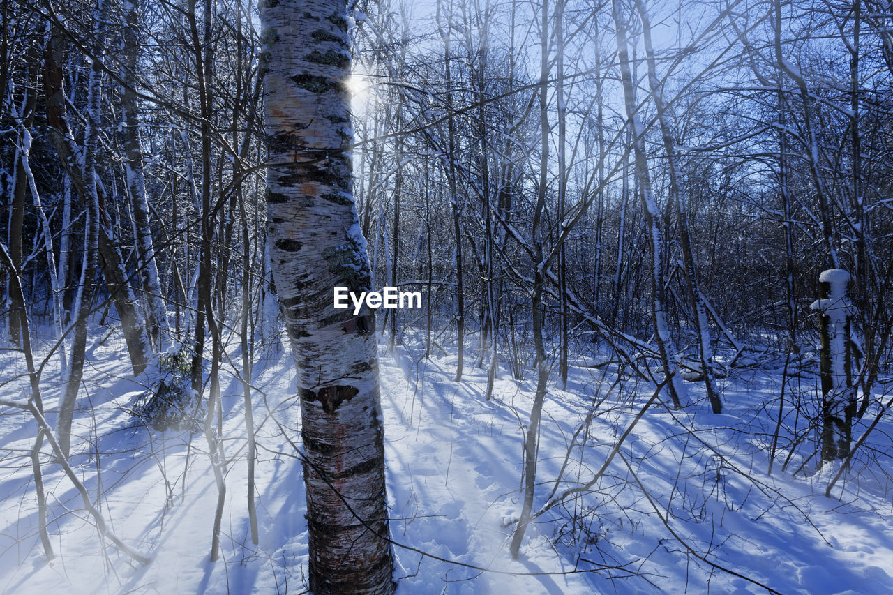 Winter forest with light rays between branches