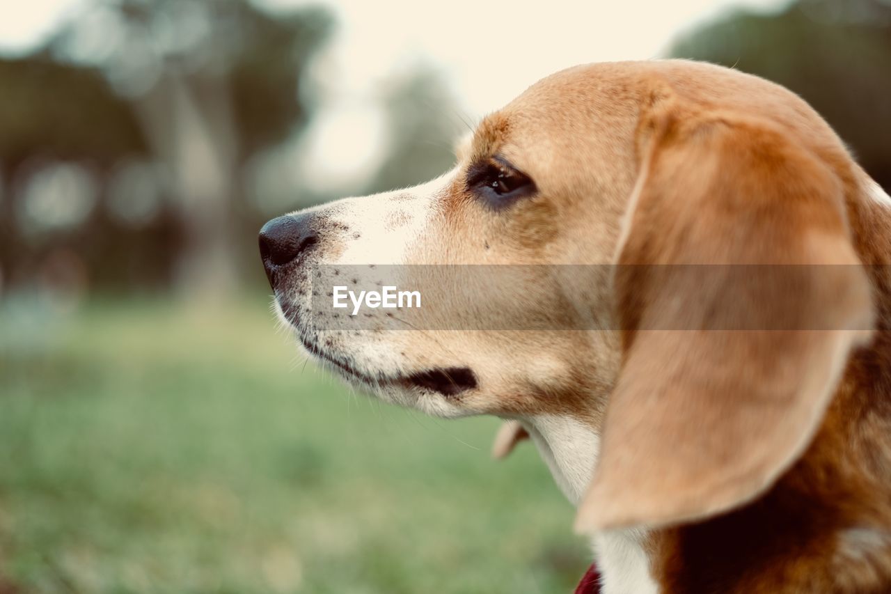 Close-up of dog looking away