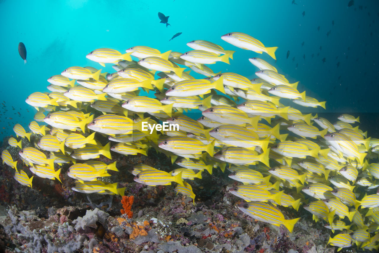 School of blue banded snapper ,wide angle