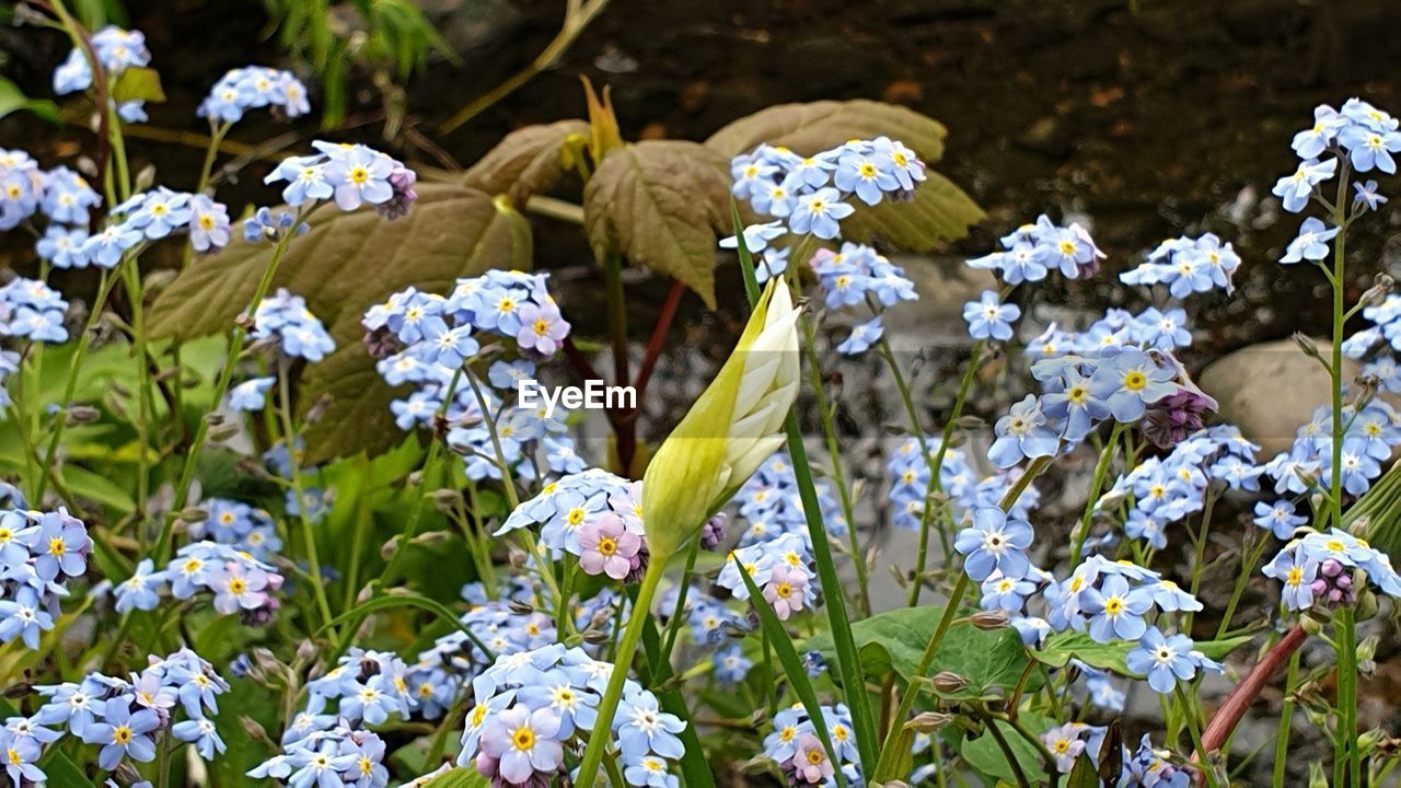 Close-up of purple flowering plants on field