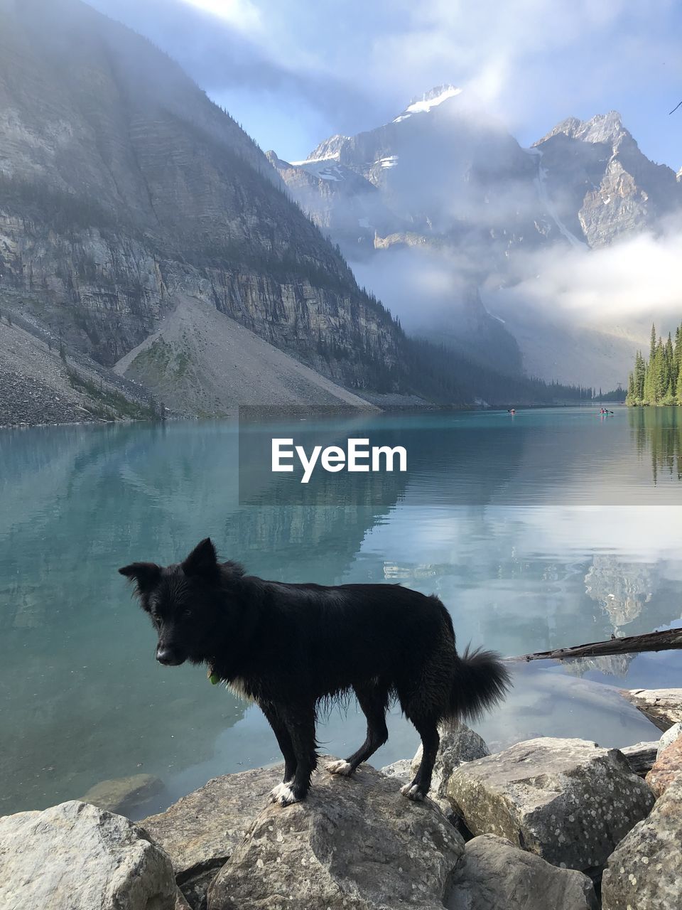Black dog in lake louise
