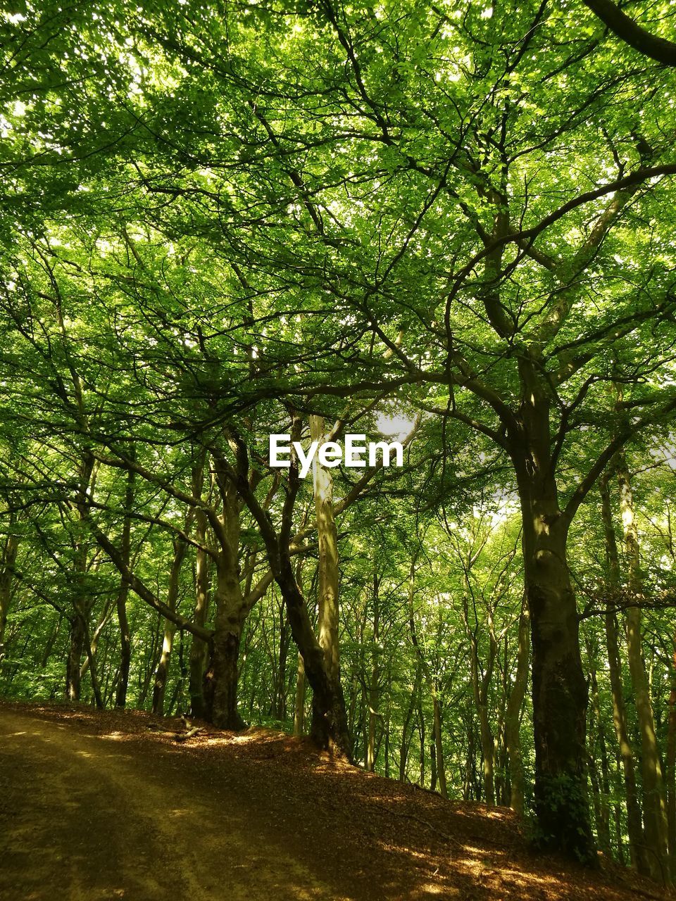 VIEW OF TREES IN FOREST